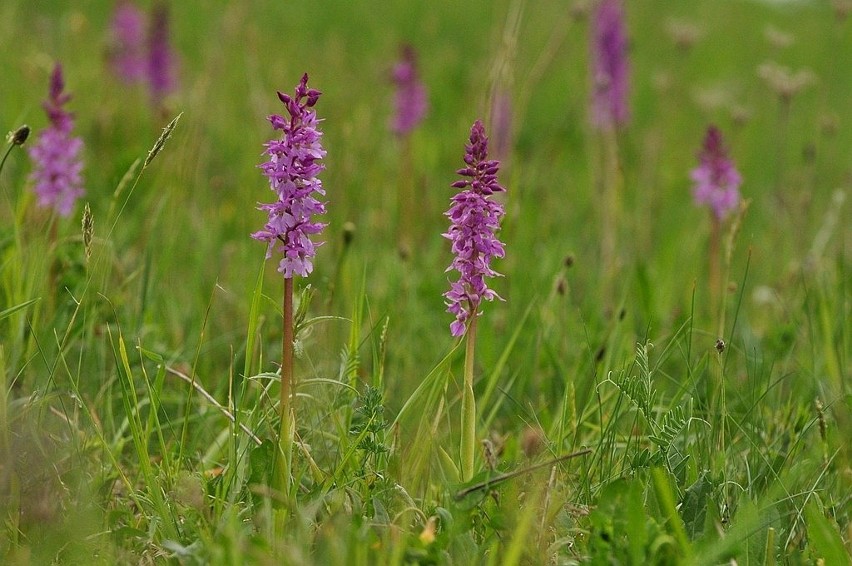 Przystanek Bieszczady Kazimierza Nóżki i Marcina Sceliny. Bieszczadzkie storczyki