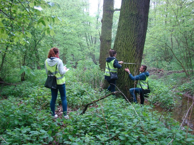 Młodzi architekci najpierw wykonali inwentaryzację, potem sprawdzali, jak park wyglądał historycznie.