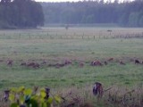 Niesamowity widok. Wielkie stado łani w Zielinie 