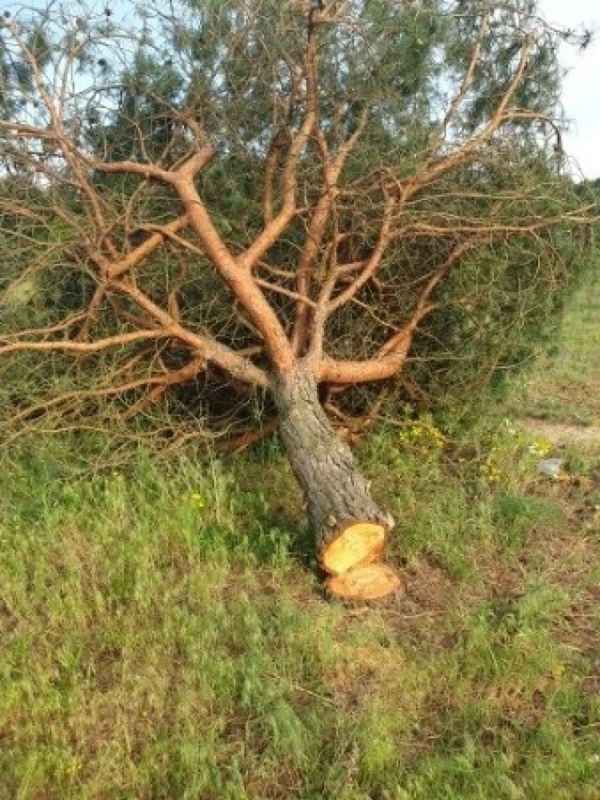 Drzewa zostały ścięte w maju br.