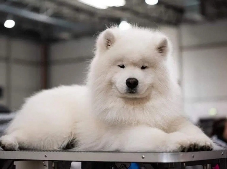 Samoyed 
8 500 zł