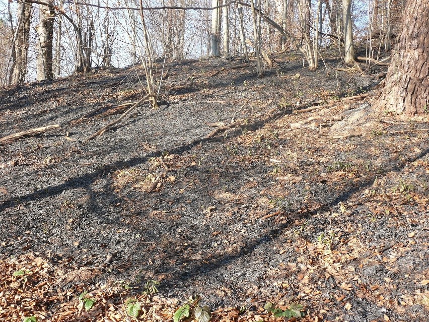Ogień w lesie pod Baligrodem. To kolejny pożar w Bieszczadach. Objął hektar lasu [ZDJĘCIA]