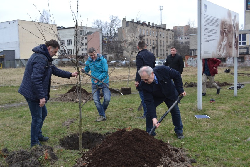 Gdzieś wycinają drzewa a w Częstochowie sadzą ZDJĘCIA