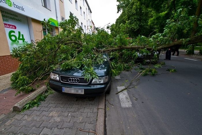 W Kołobrzegu drzewo runęło na samochody [film i zdjęcia]