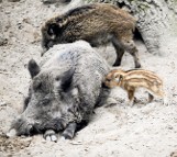 Uwaga! Dziki wchodzą na osiedla. Ostrzeżenie Bydgoskiego Centrum Zarządzania Kryzysowego