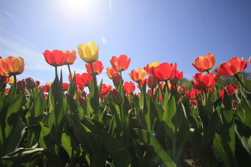 Tulipany zakwitły w Ogrodzie Botanicznym w Łodzi. Na...