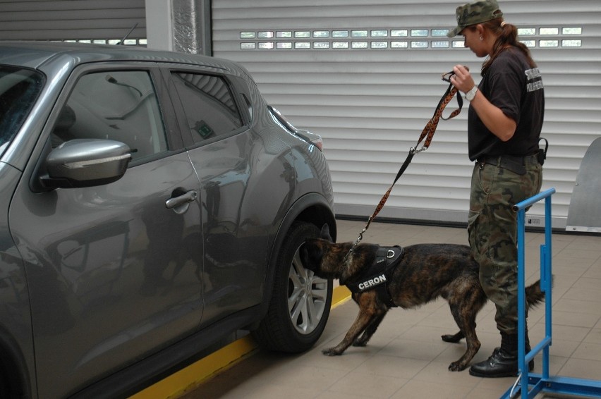 Pies "Ceron" wywęszył na przejściu granicznym w Terespolu narkotyki o szacunkowej wartości 3,83 mln zł