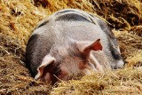 Hodowla świń w Polsce spada. Zmniejszyła się o 10% w ciągu roku