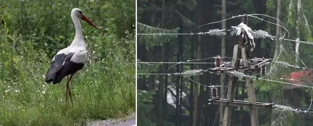 Szczątki bociana na liniach energetycznych.