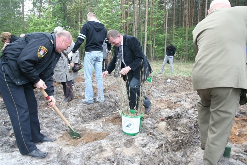 VIP-owie poszadzili młody las we Włocławku