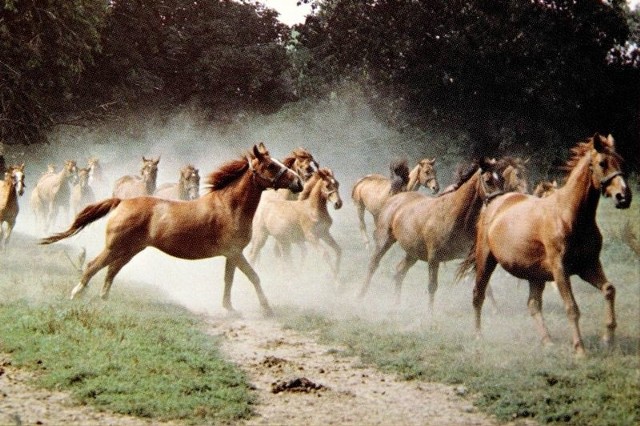 Tak wyglądały konie ze stadniny, która działała w Strzelcach Opolskich w czasach PRL-u. Ten widok został    utrwalony  na pocztówce.