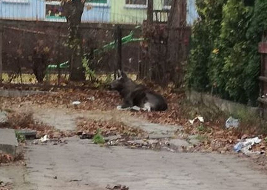 Mońki. Łoś biegał po mieście. Policja zajęła się sprawą