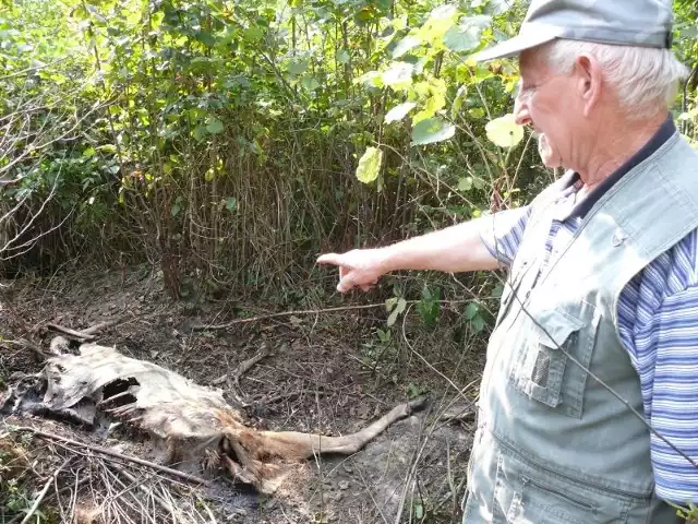 W_klusownicy - Postrzelony przez kłusowników jeleń skonał w młodym lesie olszowym na terenie gminy Krasocin.