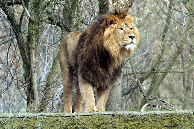 Problemy z libido samców lwów azjatyckich mają być spowodowane niewłaściwym traktowaniem i złymi warunkami, w jakich żyją te zwierzęta