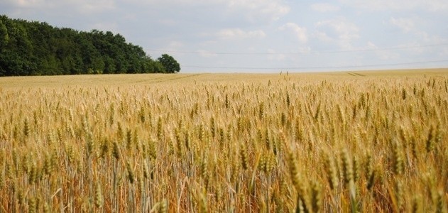 Wieniec z Chalina inspirowany jest naturą.