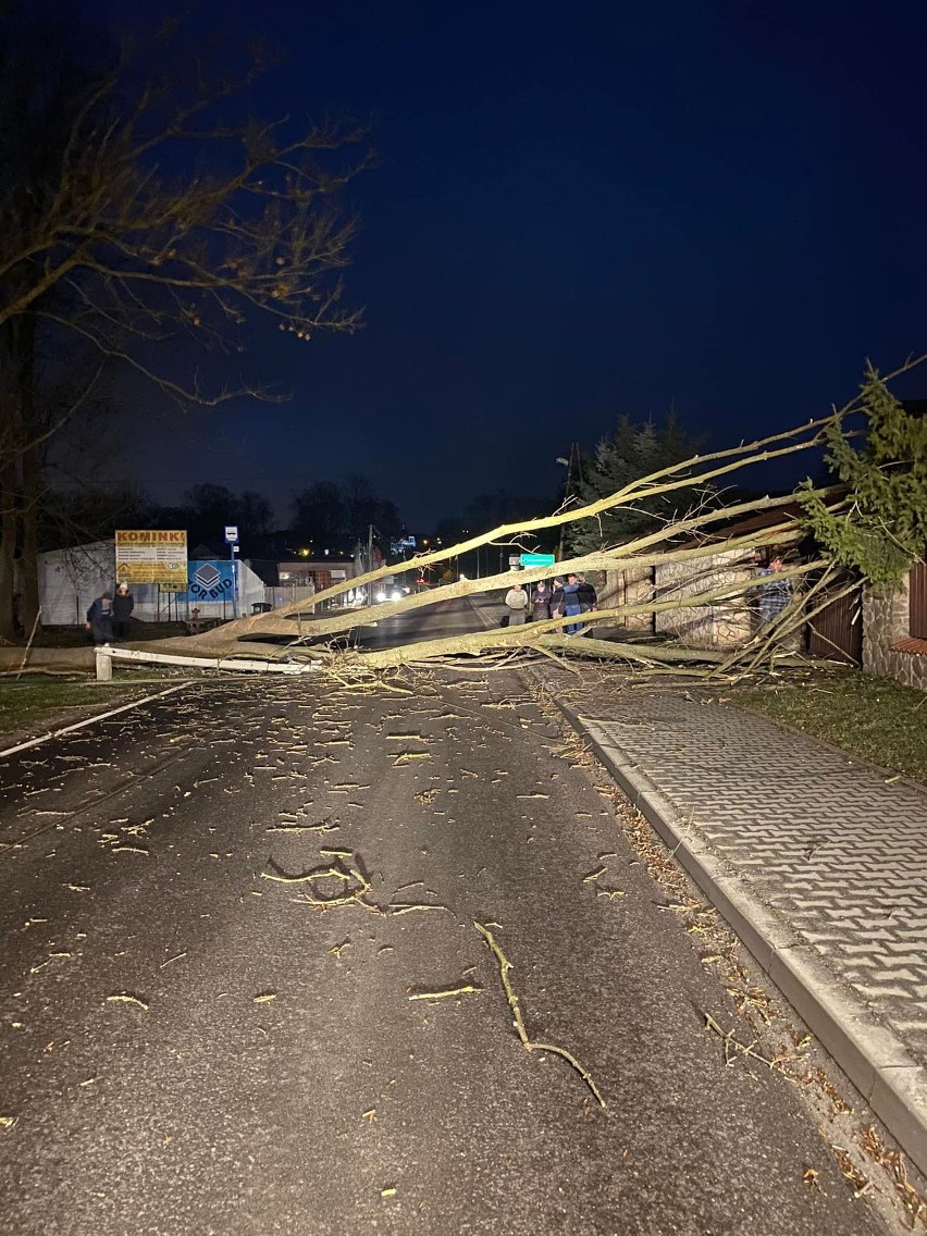 Powalone drzewo w Masłomiącej