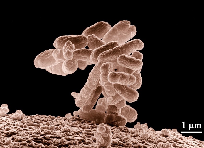 Wśród bakterii (oprócz Legionelli), które mogą znaleźć się w...