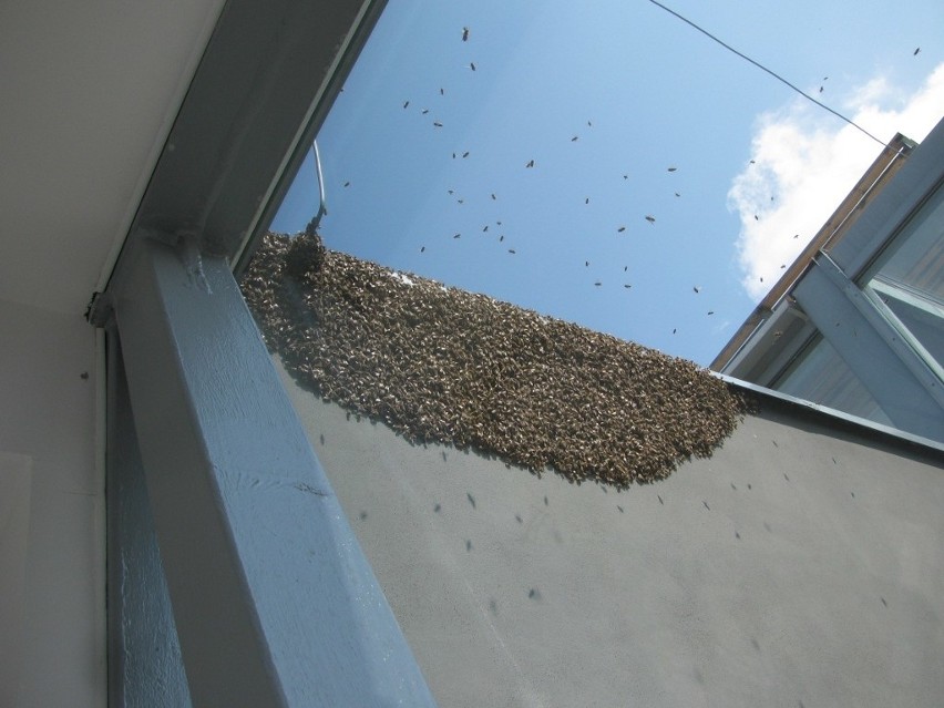 Rój pszczól na budynku Politechniki Koszalinskiej.