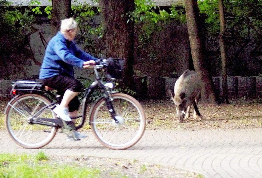 Dziki w Parku Kościuszki w Katowicach. Zwierzęta znów...