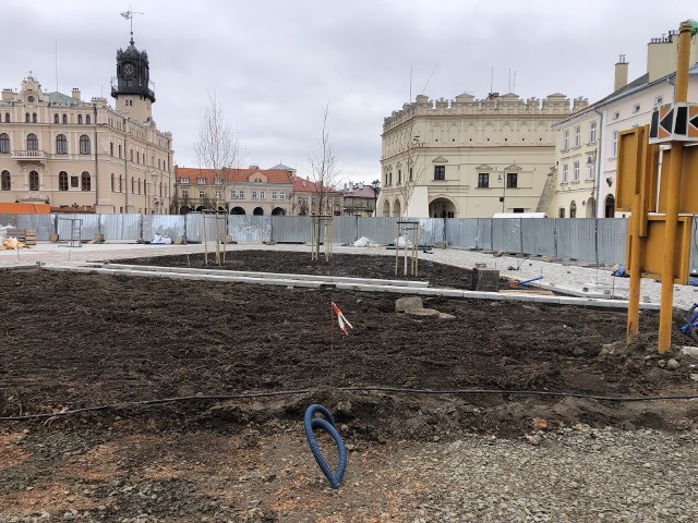 Z Rynku wycięto ostatnie drzewa, ale posadzono już nowe