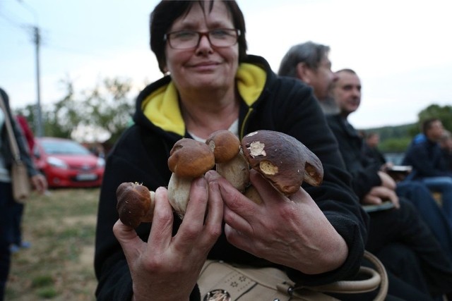 W pobliżu Sokola rosną też prawdziwe grzyby