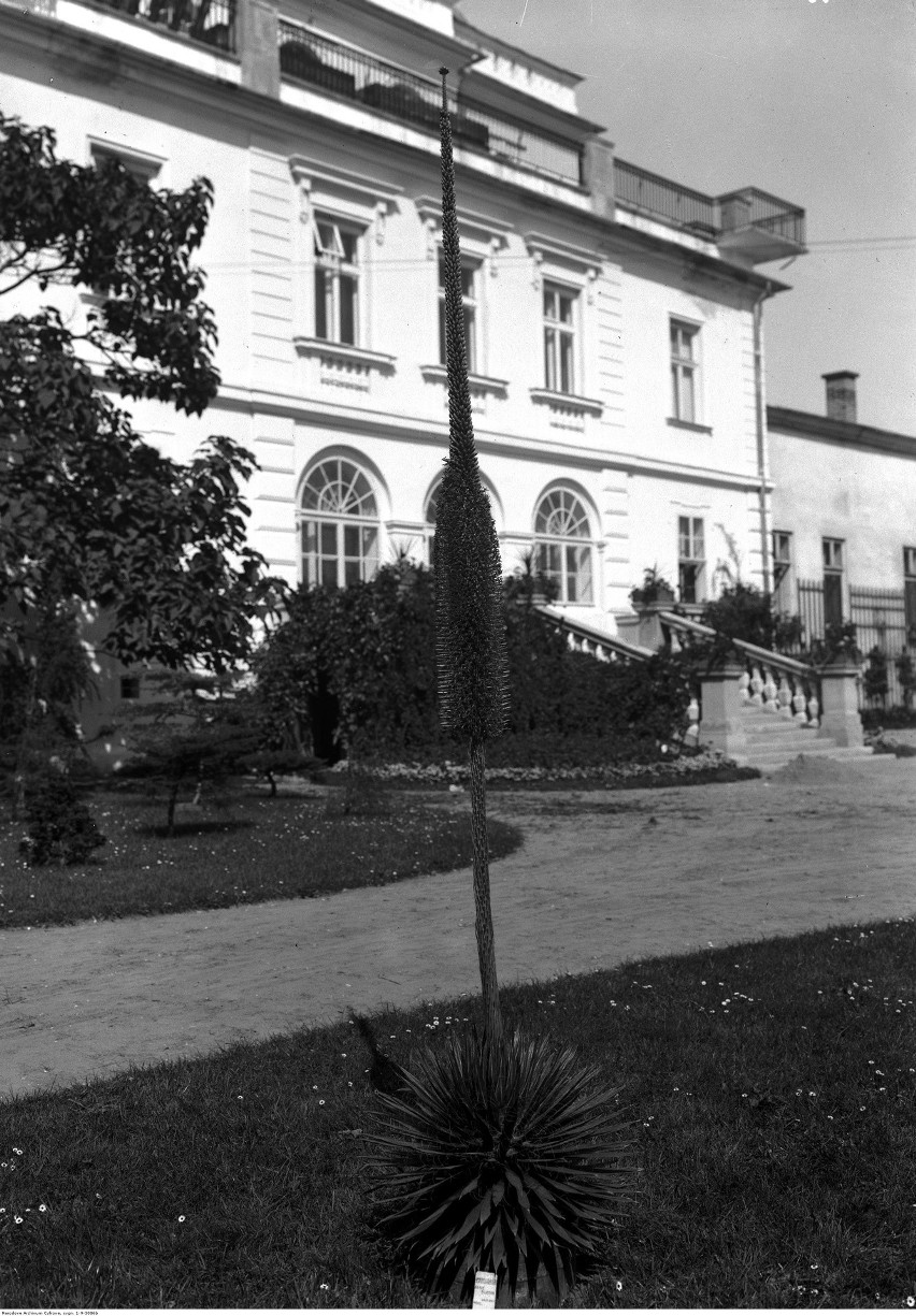 Kraków. Tak kiedyś wyglądał Ogród Botaniczny Uniwersytetu Jagiellońskiego [GALERIA]