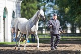 Pride of Poland. Urodzinowe zamieszanie wokół aukcji koni arabskich