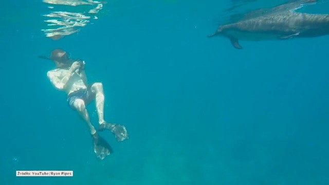 Nurkowanie z delfinami