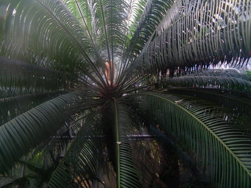 Liście sagowców przypominają liście palm, jednak ta roślina...