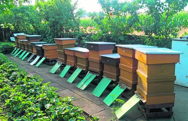 Wokół uli można było zauważyć mnóstwo martwych pszczół