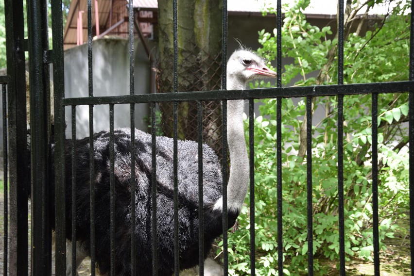 Najwięksi domownicy chorzowskiego zoo