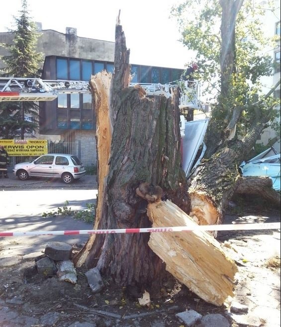 Wichura w Łodzi. Na ul. 6 Sierpnia drzewo runęło na jadące samochody! [zdjęcia]