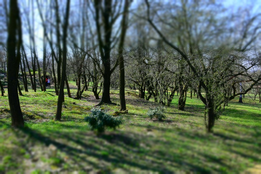 Śląski Ogród Botaniczny. Międzynarodowy Dzień Ptaków