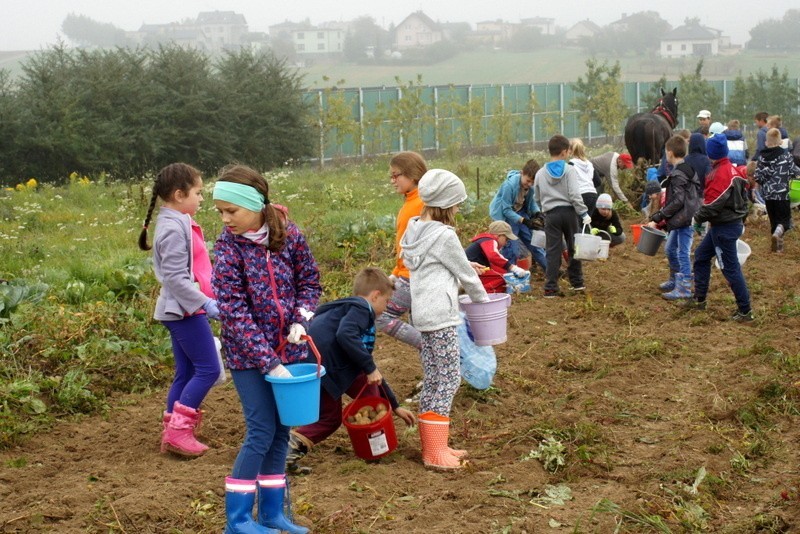 Wykopki: Dzieci z Połomi wzięły udział w tradycyjnych...