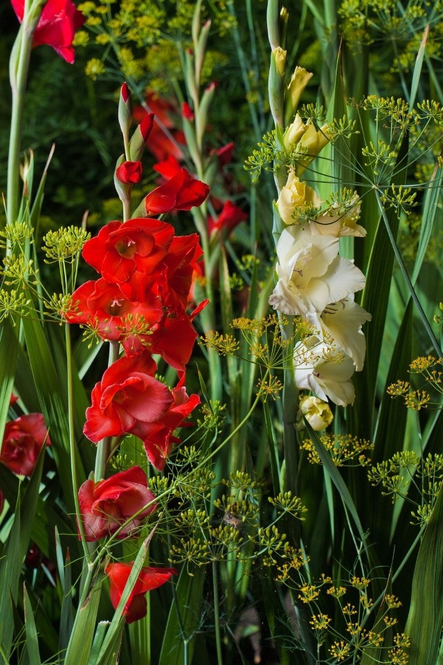 Mieczyki (gladiole) muszą mieć zapewnione słoneczne stanowisko