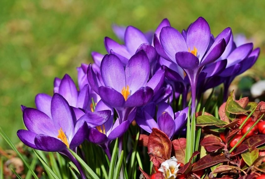 Krokusy to jedne z podstawowych kwiatów wczesnej wiosny....