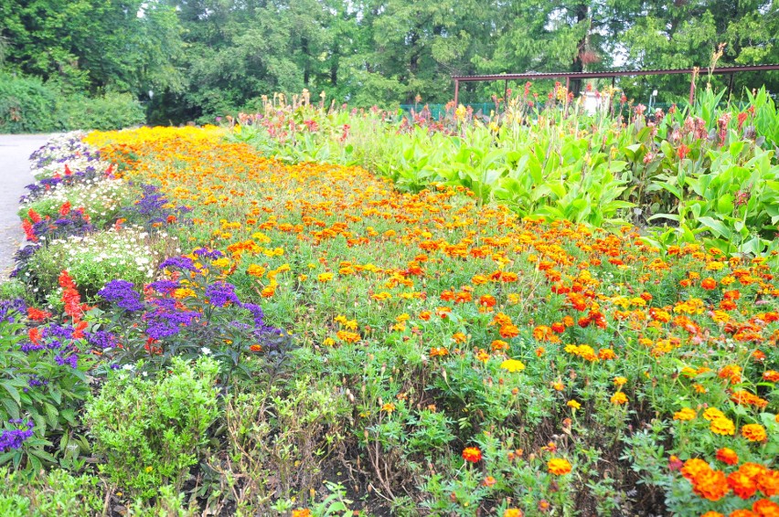 Piękny początek jesieni w krakowskim ogrodzie botanicznym. Zobacz te zdjęcia!