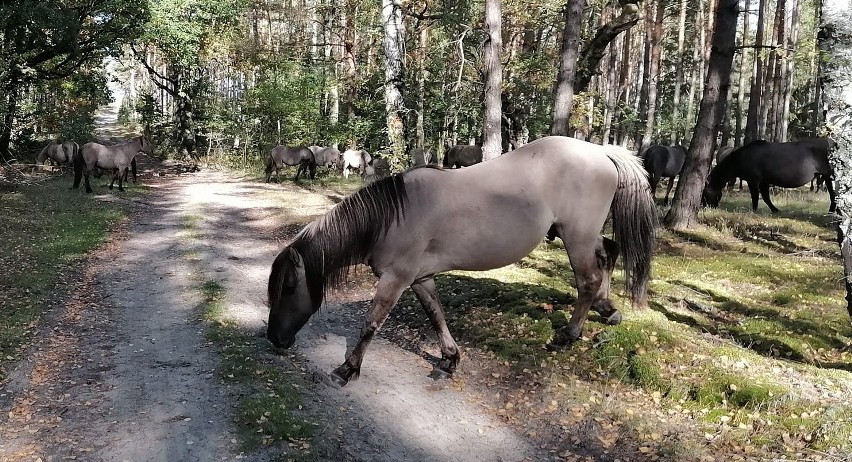 Kilkanaście koni pasło się w lesie koło Dychowa. Skąd tam...