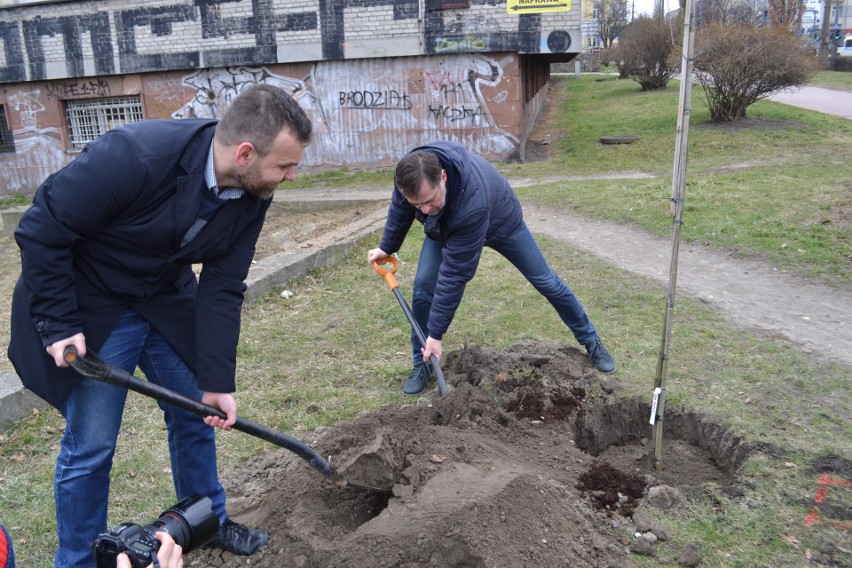 Gdzieś wycinają drzewa a w Częstochowie sadzą ZDJĘCIA