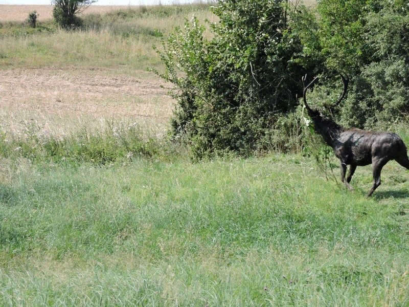 Akcja uwalniania jeleni byków w nadlednictwie Dębno [wideo, zdjęcia]