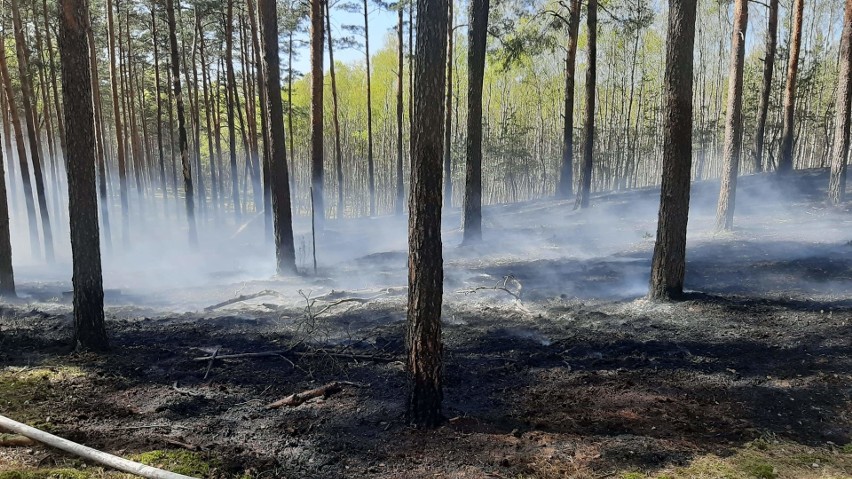 Zagrożenie pożarowe w zachodniopomorskich lasach. Najgorzej jest na południu regionu