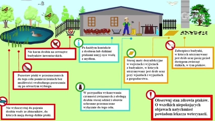 Ptasia grypa Chruszczobród: padło ponad sto zwierząt