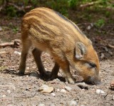 Bagaże do dokładnej kontroli. Europa podzieliła się pomysłami na walkę z ASF