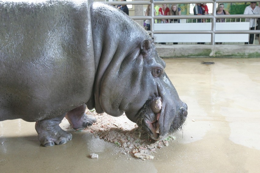 Śląski Ogród Zoologiczny od kuchni