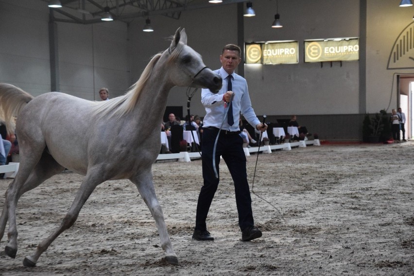 Pokaz ogiera i klaczy aukcyjnych zakończyły święto koni arabskich w Michałowicach [ZDJĘCIA]