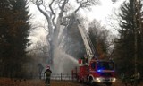 Pożar Dębu Chrobry. Ktoś podpalił 750-letni pomnik przyrody