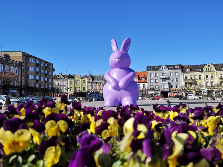 Zając gigant podróżował po Wielkopolsce