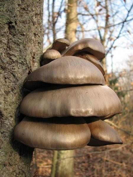 Grzyb jadalny: Boczniak ostrygowaty (Pleurotus Ostreatus):...