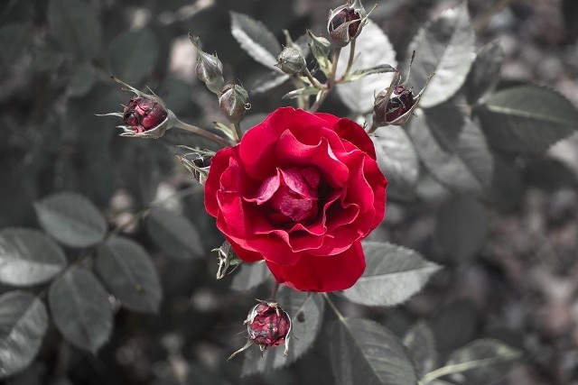 Na ciele kobiety jej mąż miał pozostawić bukiet składający się z 18 białych róż, wśród których jedna była czerwona.