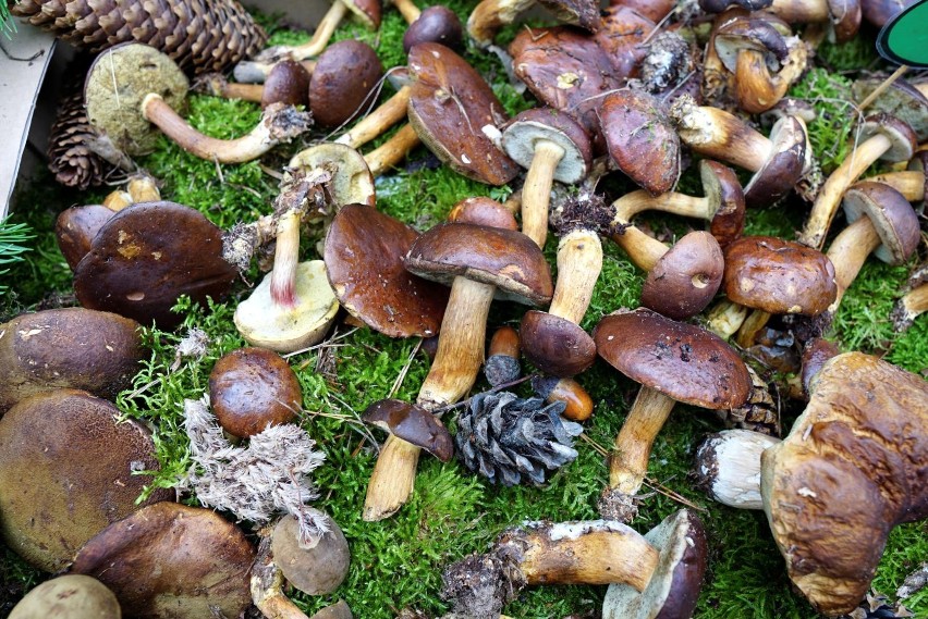 W lesie można trafić na grzyby jadalne, niejadalne i...